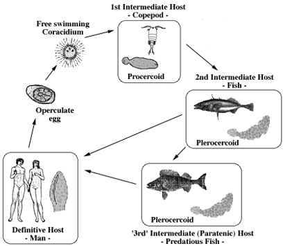 Diphyllobothrium Latum Lifecycle Diphyllobothrium Latum Lifecycle