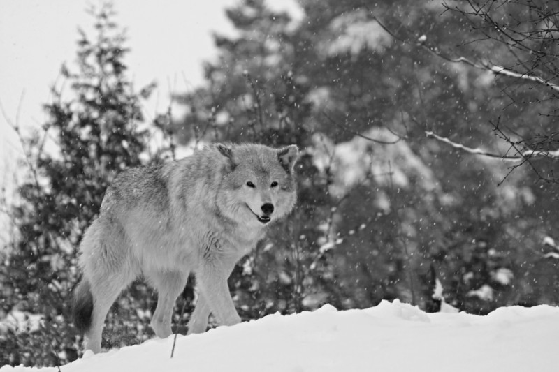 Loup d'Hiver au Québec (BS Trần Văn Cương) Loup d'Hiver au Québec (BS Trần Văn Cương)