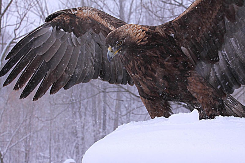 Aigle Royal Sous La Neige (BS Trần Văn Cương) Aigle Royal Sous La Neige (BS Trần Văn Cương)