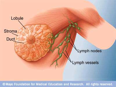 Breast Anatomy Breast Anatomy
