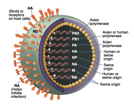Cấu tạo của virus H1N1 Cấu tạo của virus H1N1